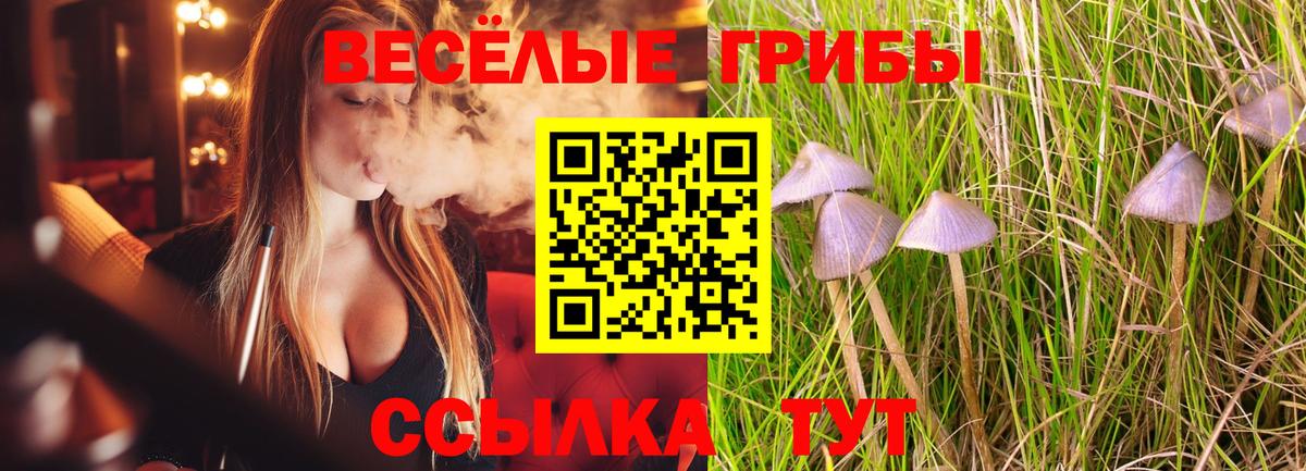Галлюциногенные грибы Psilocybine cubensis Ноябрьск